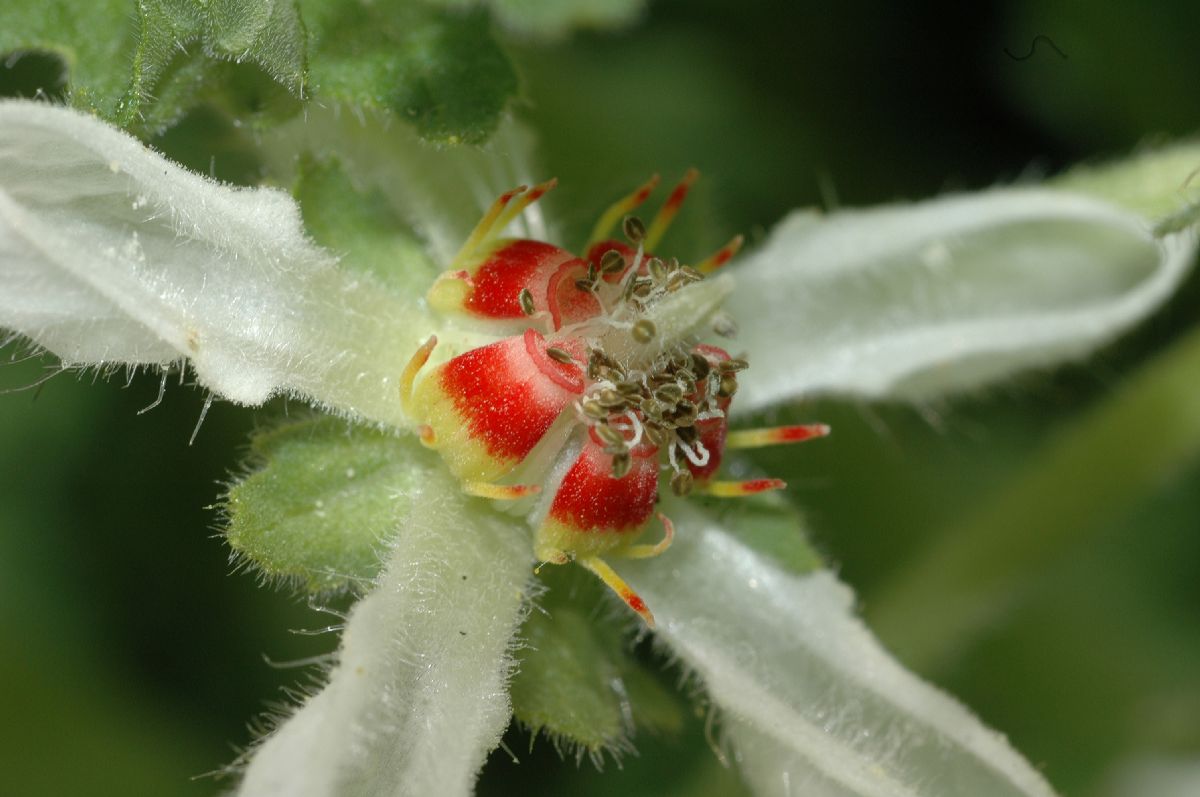 Loasaceae Loasa nana