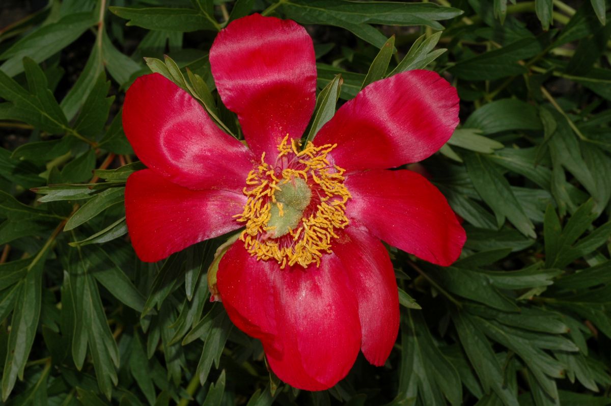 Paeoniaceae Paeonia peregrina