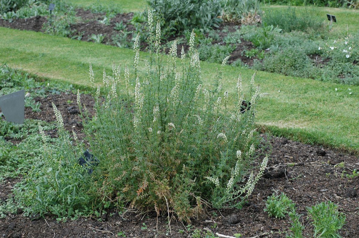 Resedaceae Reseda alba