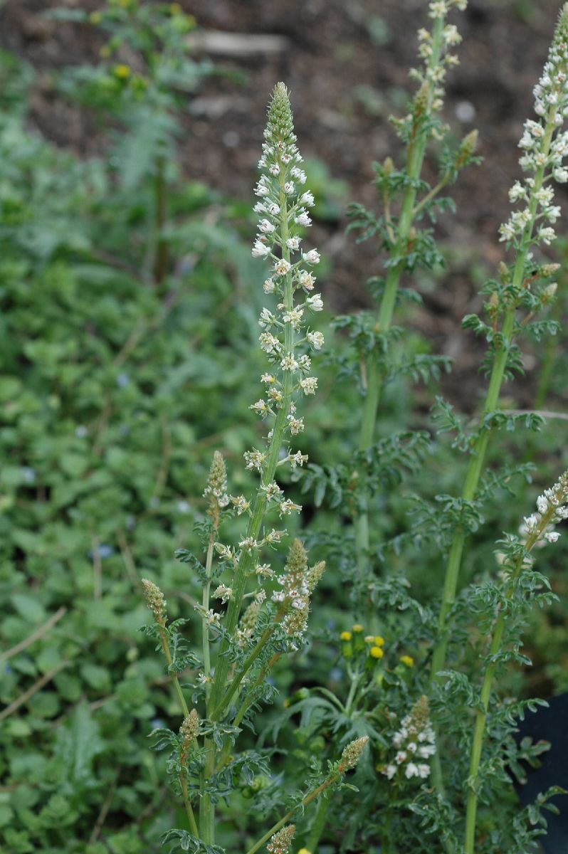 Resedaceae Reseda alba