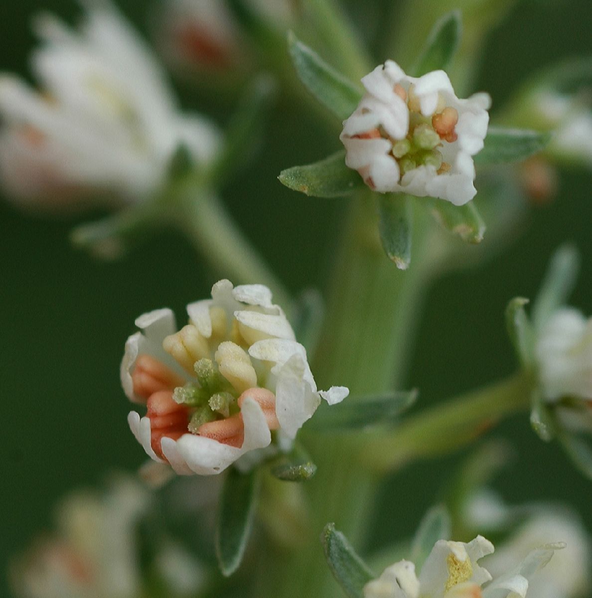 Resedaceae Reseda alba