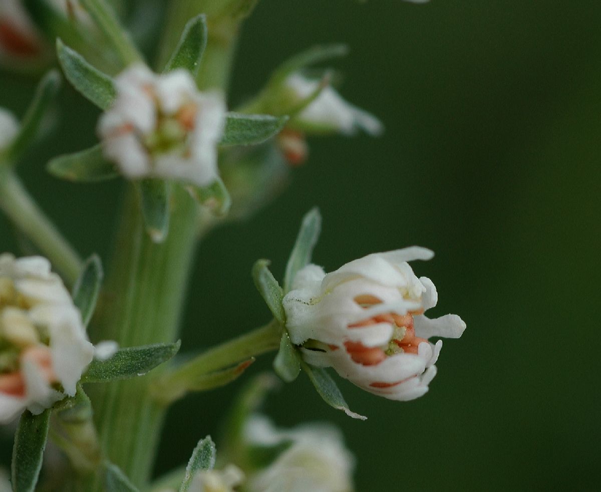 Resedaceae Reseda alba