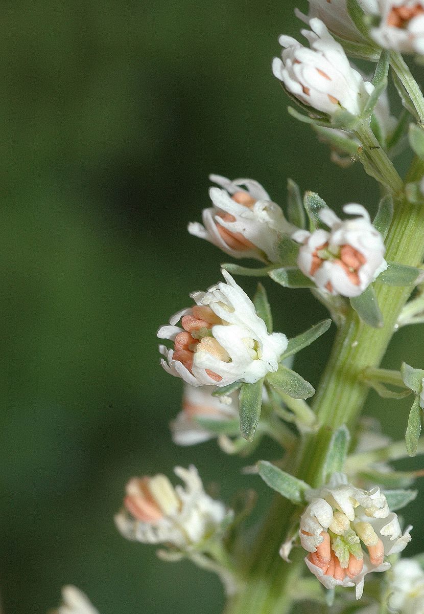 Resedaceae Reseda alba