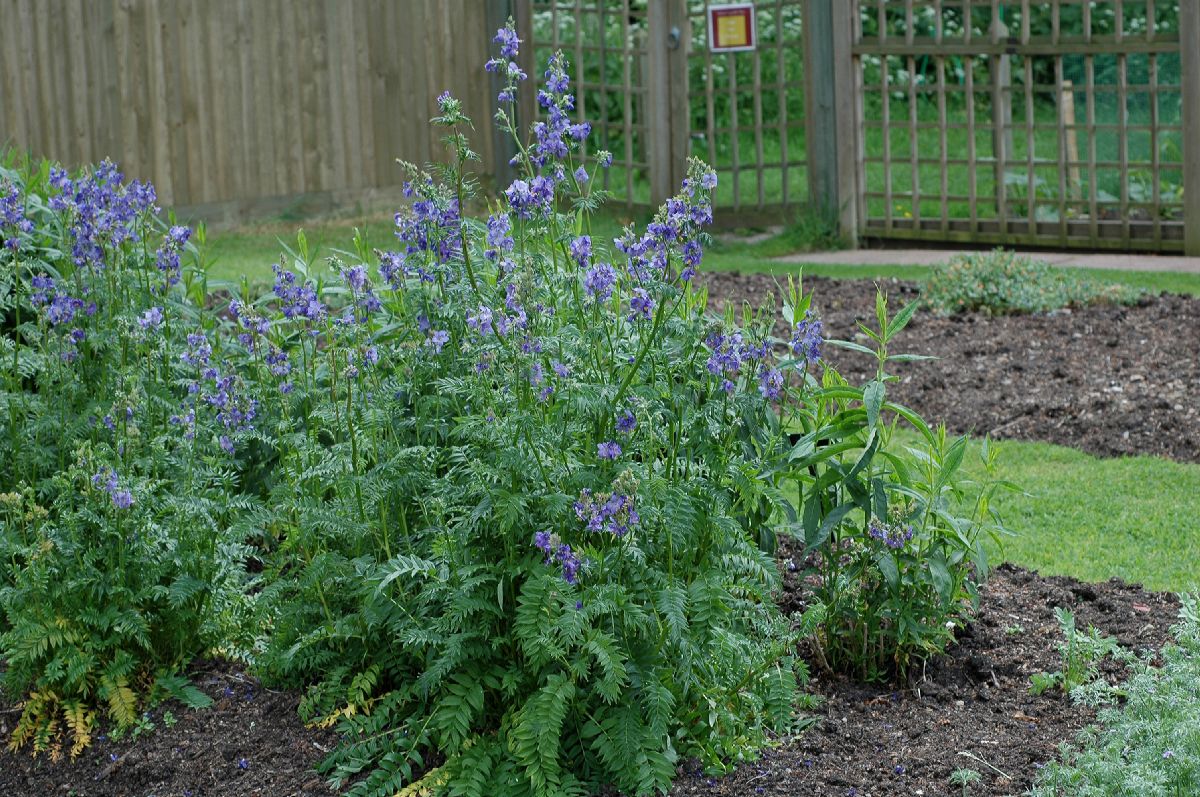 Polemoniaceae Polemonium flavum