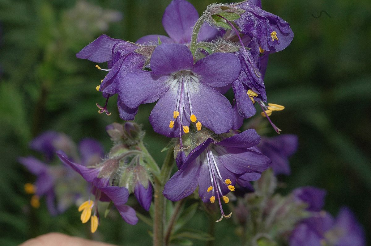 Polemoniaceae Polemonium flavum