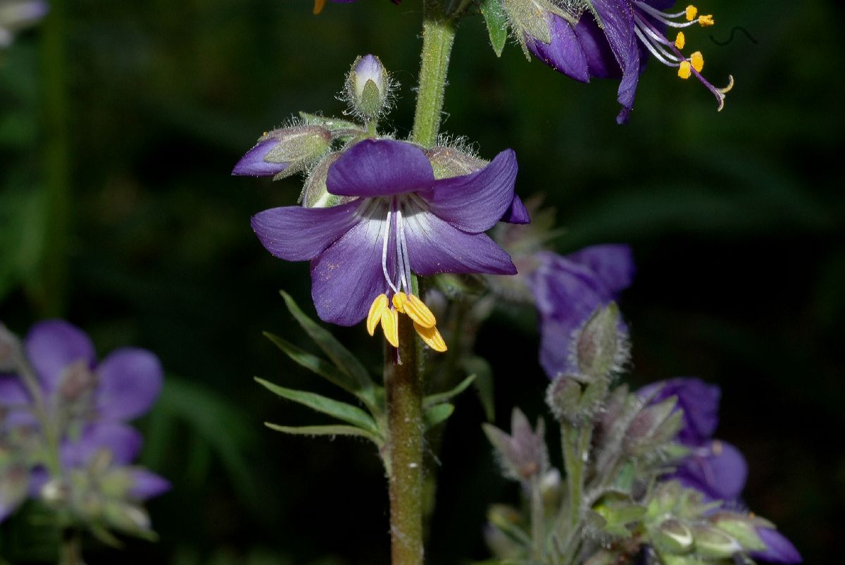 Polemoniaceae Polemonium flavum