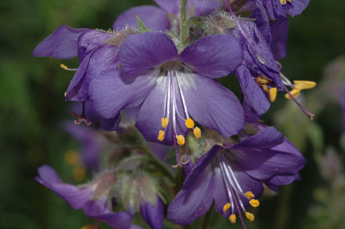 Polemoniaceae Polemonium flavum