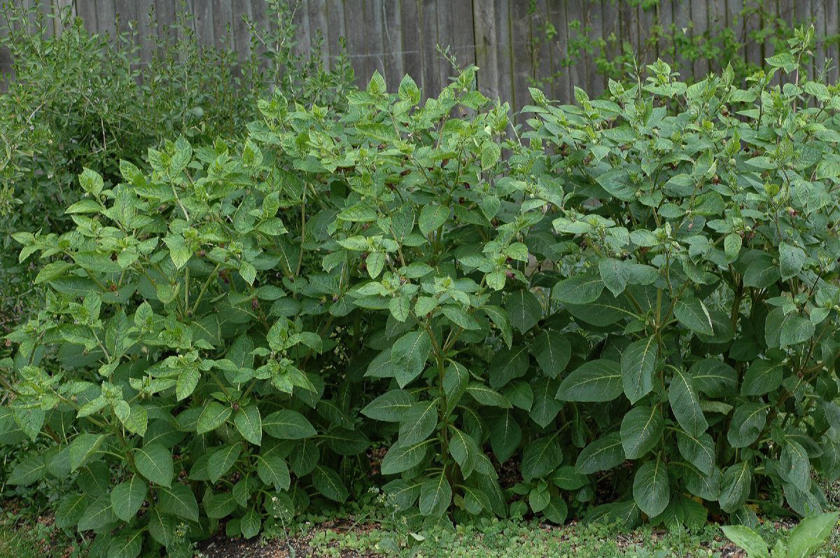 Solanaceae Atropa belladonna