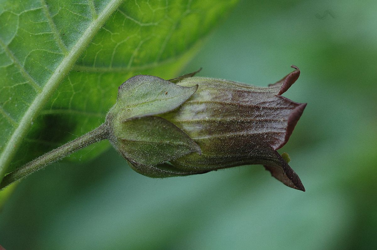 Solanaceae Atropa belladonna