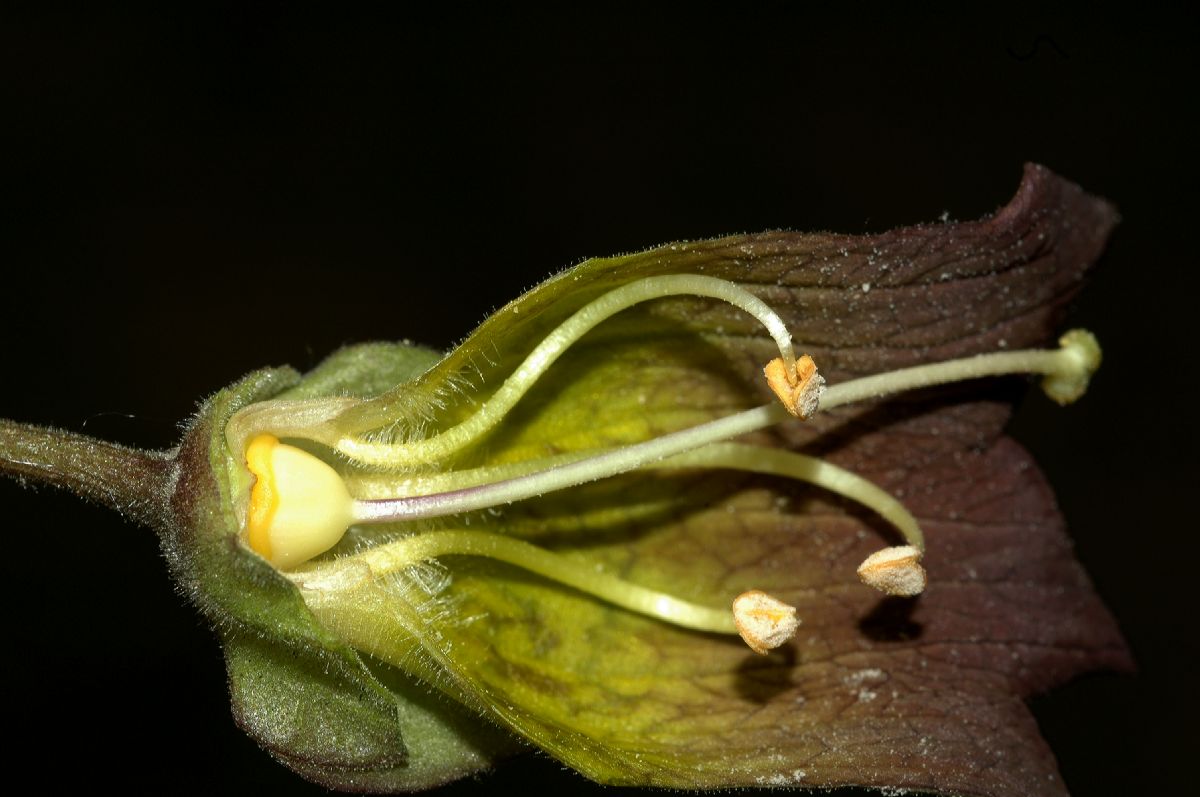 Solanaceae Atropa belladonna