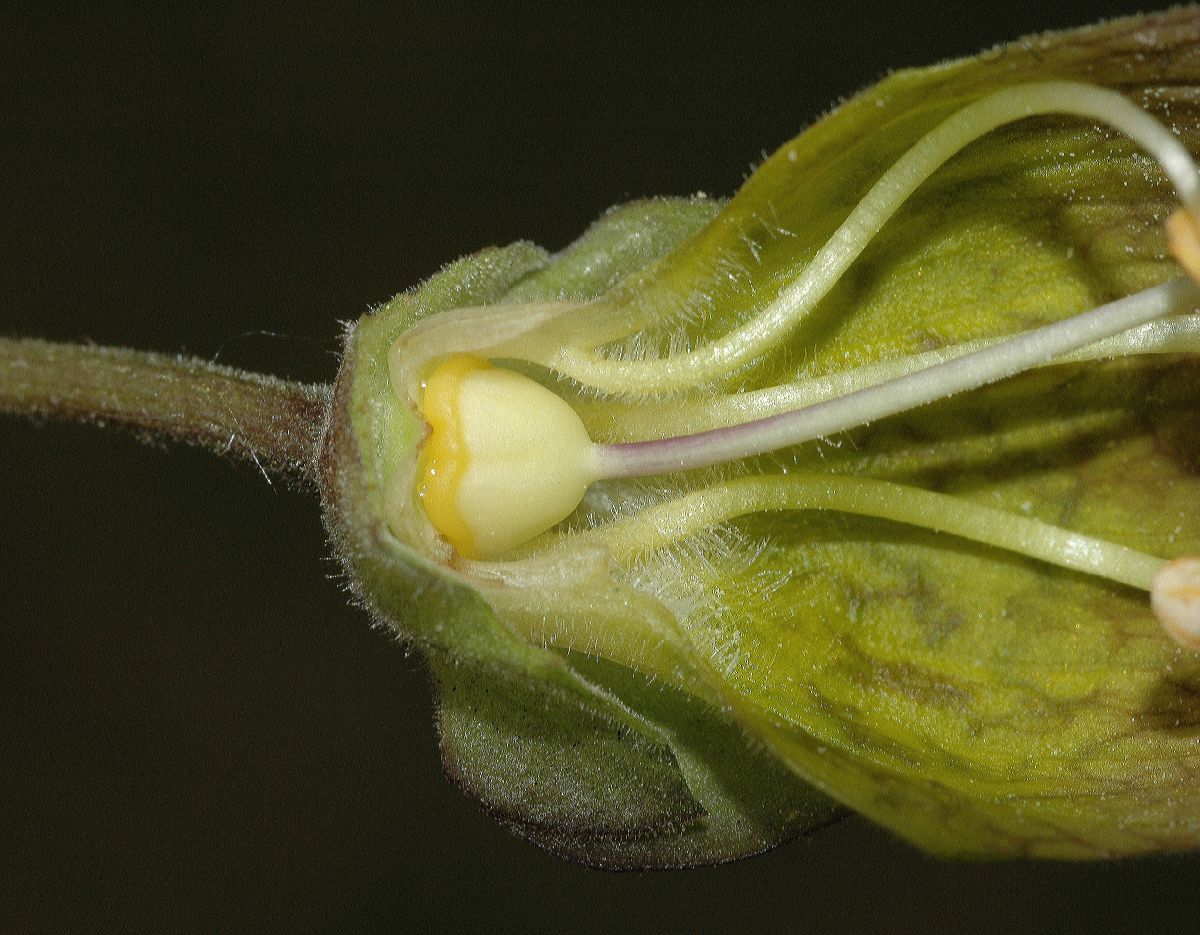 Solanaceae Atropa belladonna