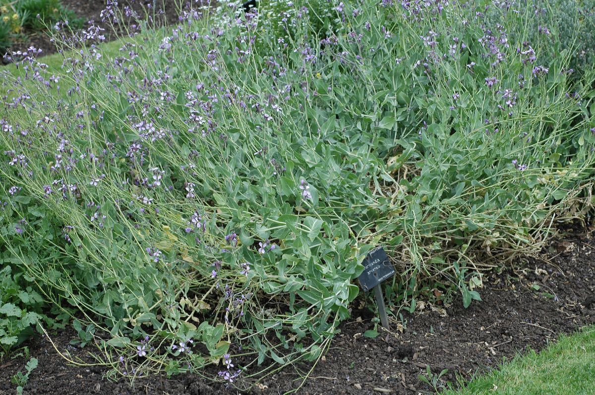 Brassicaceae Moricandia arvensis