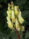 image of Aconitum vulparia