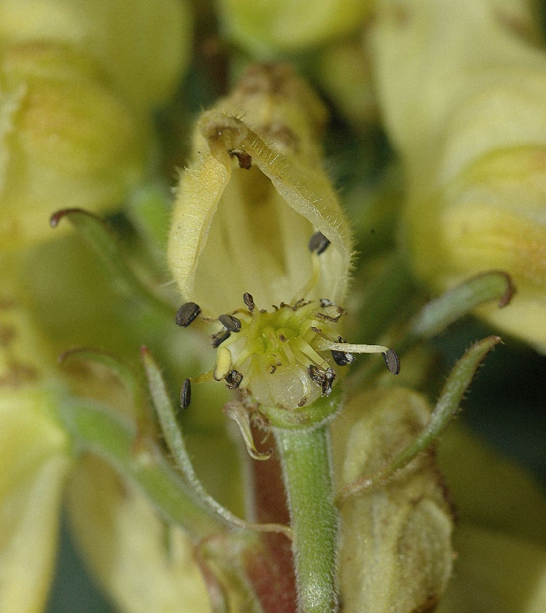 Ranunculaceae Aconitum vulparia