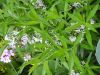 image of Amsonia tabernaemontana