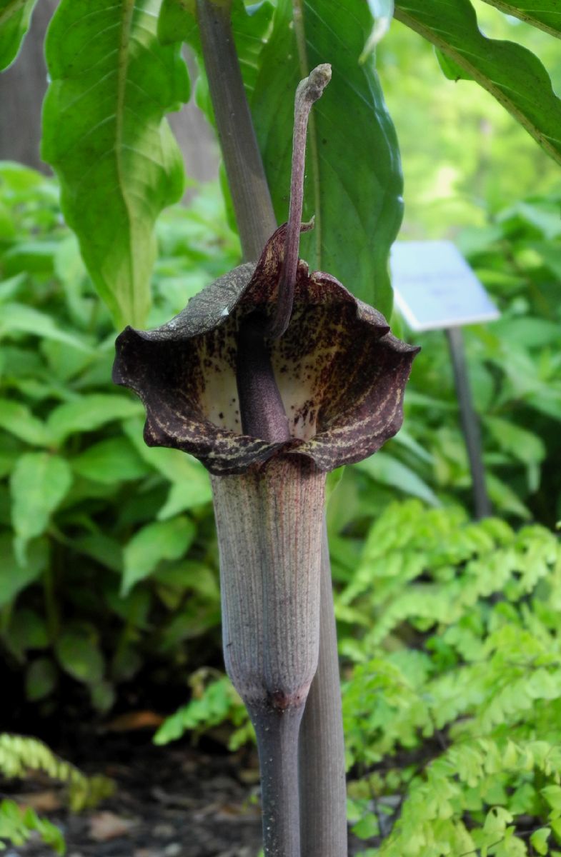 Araceae Arisaema thunbergii