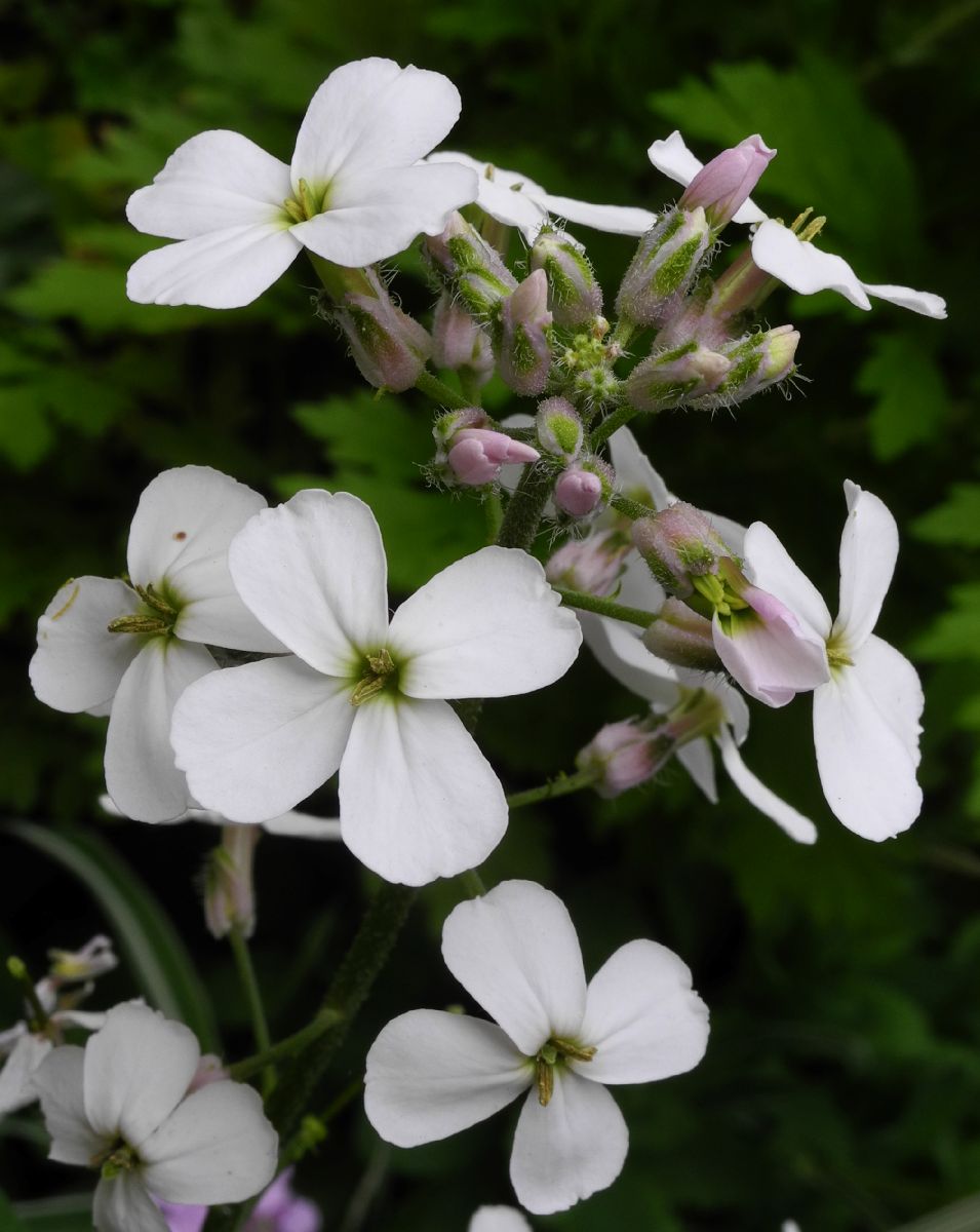 Brassicaceae Hesperis matronalis