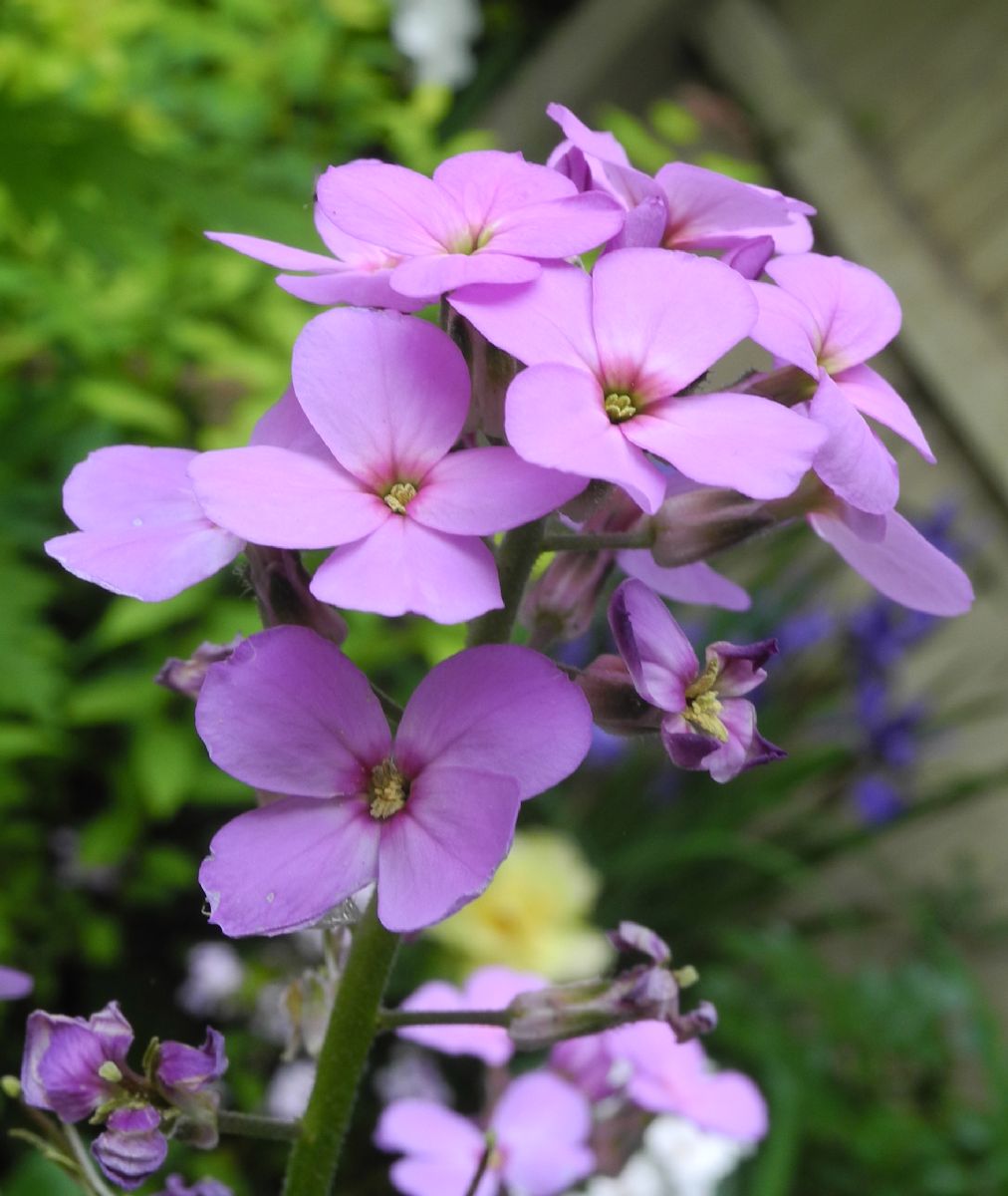 Brassicaceae Hesperis matronalis