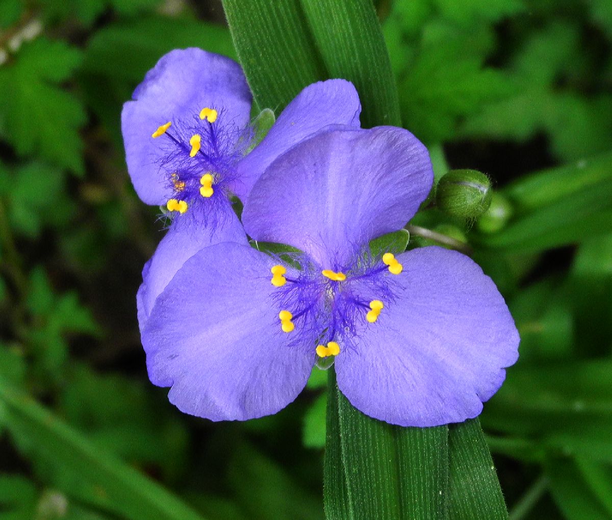 Commelinaceae Tradescantia ohioensis