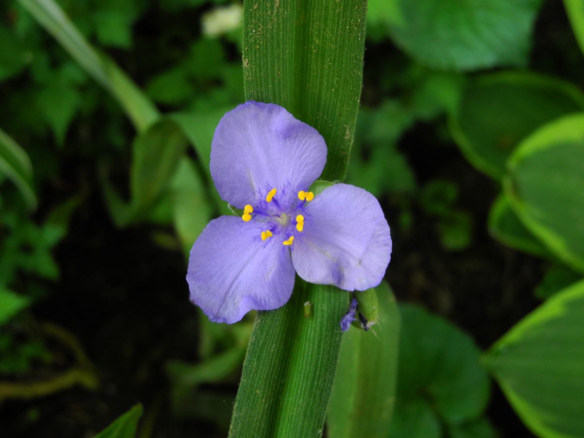 Commelinaceae Tradescantia ohioensis