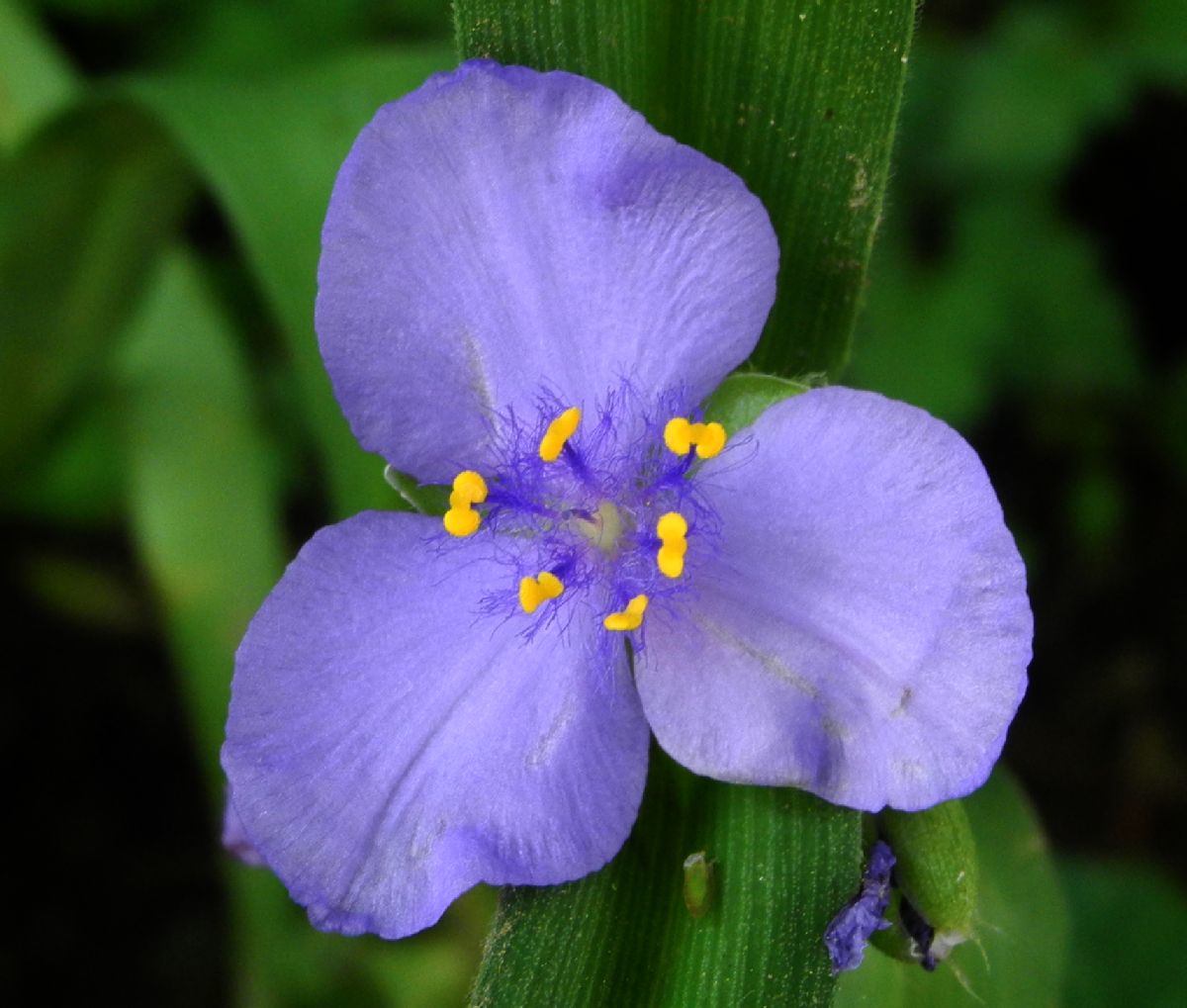 Commelinaceae Tradescantia ohioensis