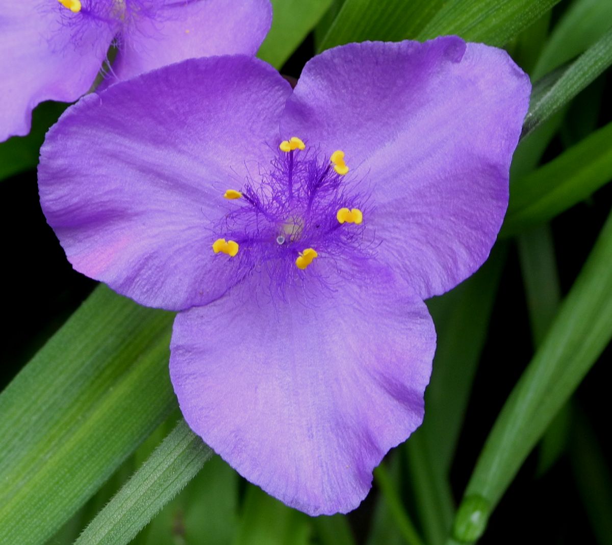 Commelinaceae Tradescantia virginiana