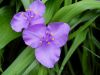 image of Tradescantia virginiana