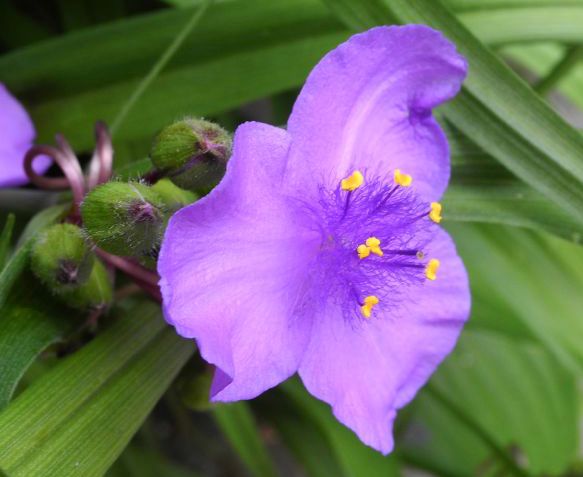 Commelinaceae Tradescantia virginiana