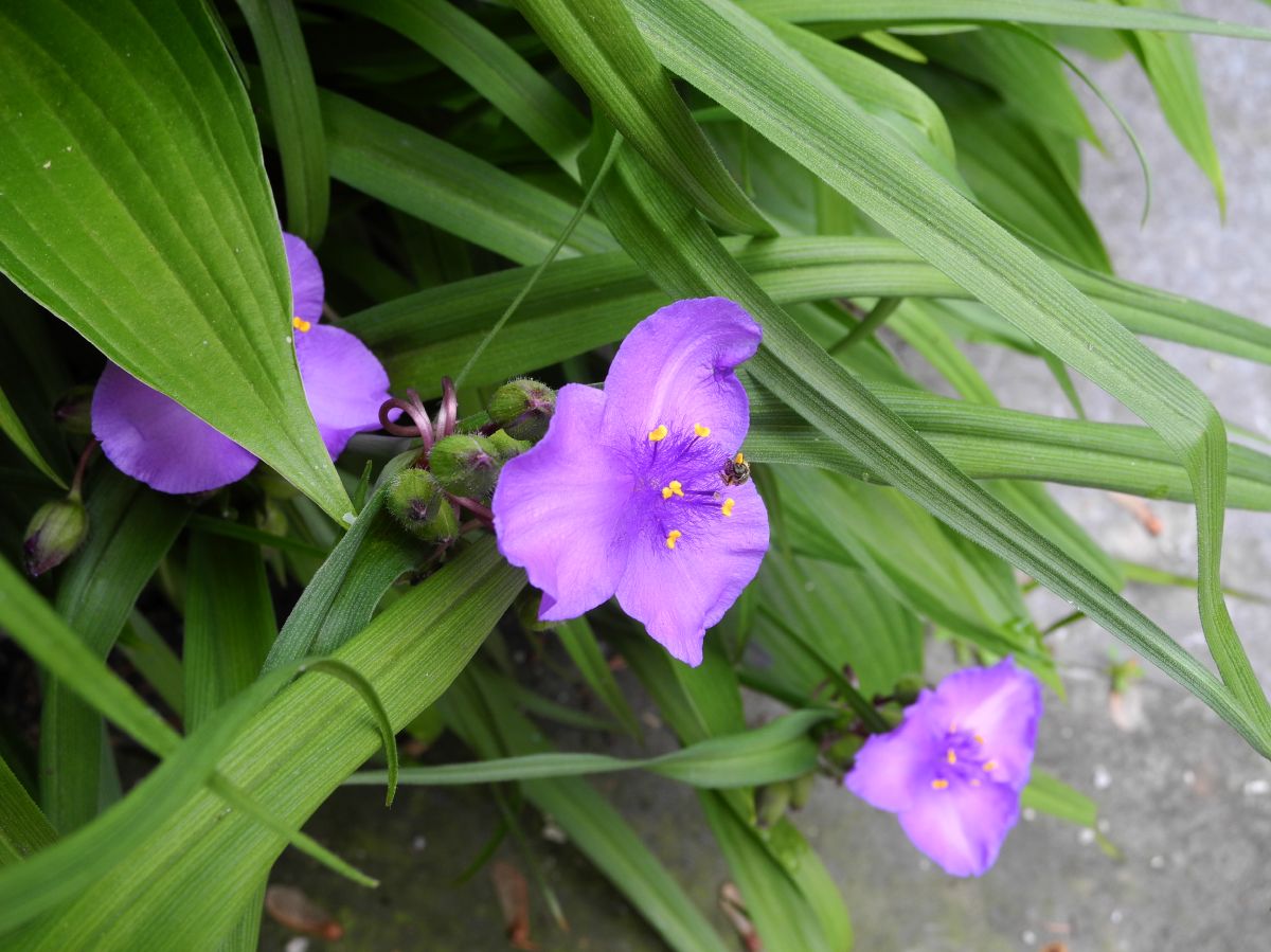 Commelinaceae Tradescantia virginiana