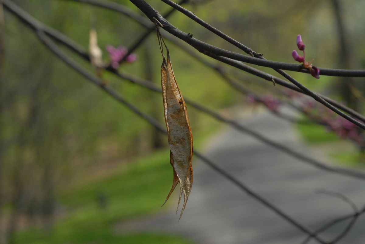 Fabaceae Cercis canadensis