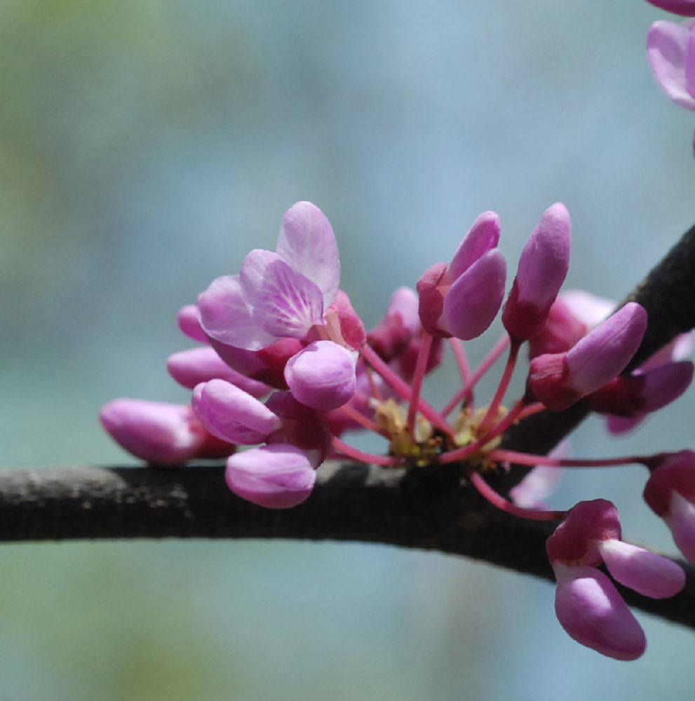 Fabaceae Cercis canadensis