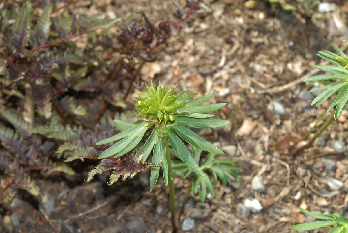 Berberidaceae Diphylleia sinensis