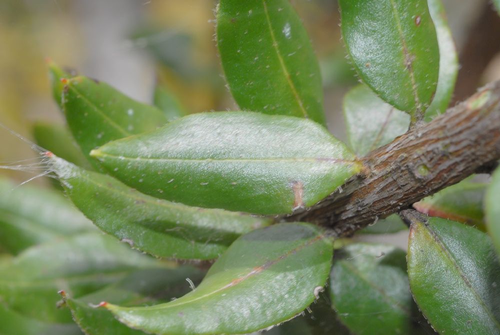 Ericaceae Befaria resinosa