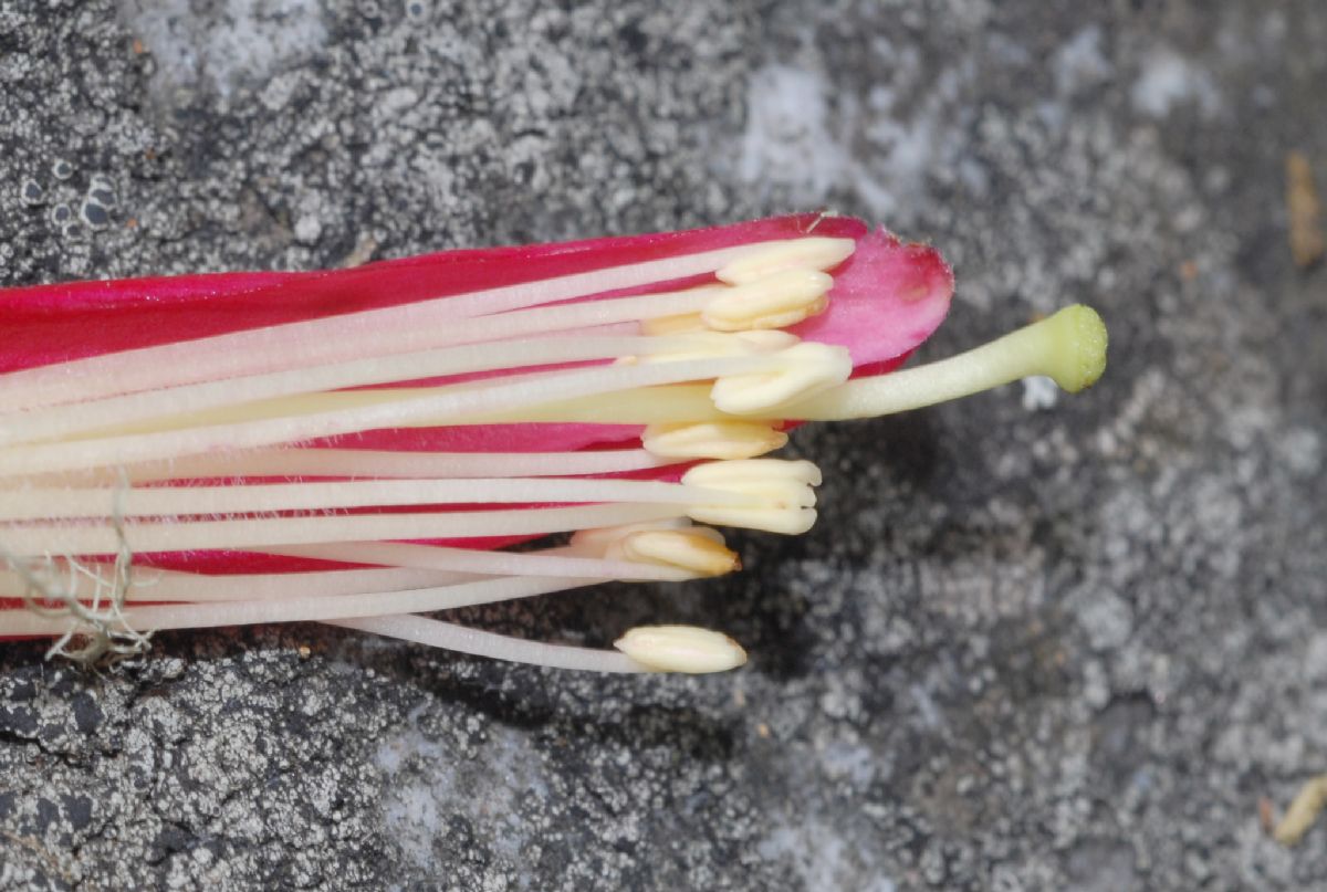 Ericaceae Befaria resinosa