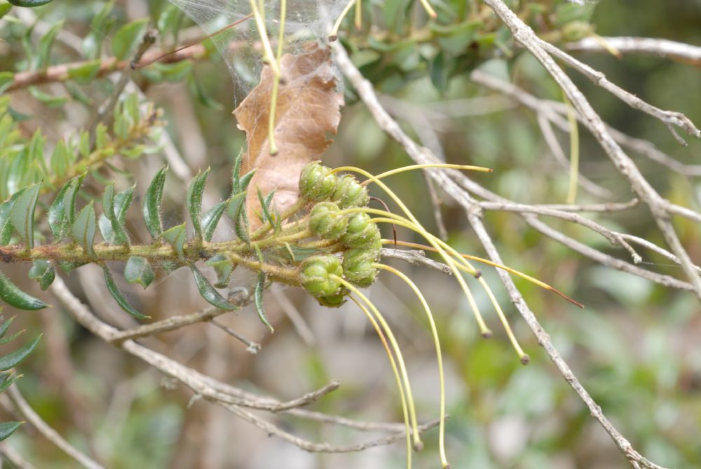 Ericaceae Befaria resinosa