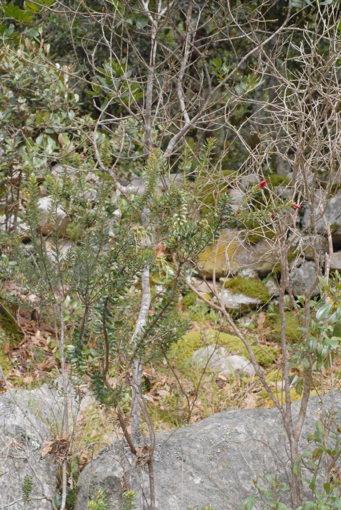 Ericaceae Befaria resinosa