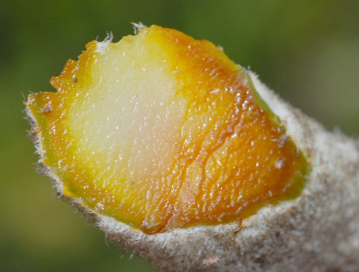 Papaveraceae Bocconia fructescens