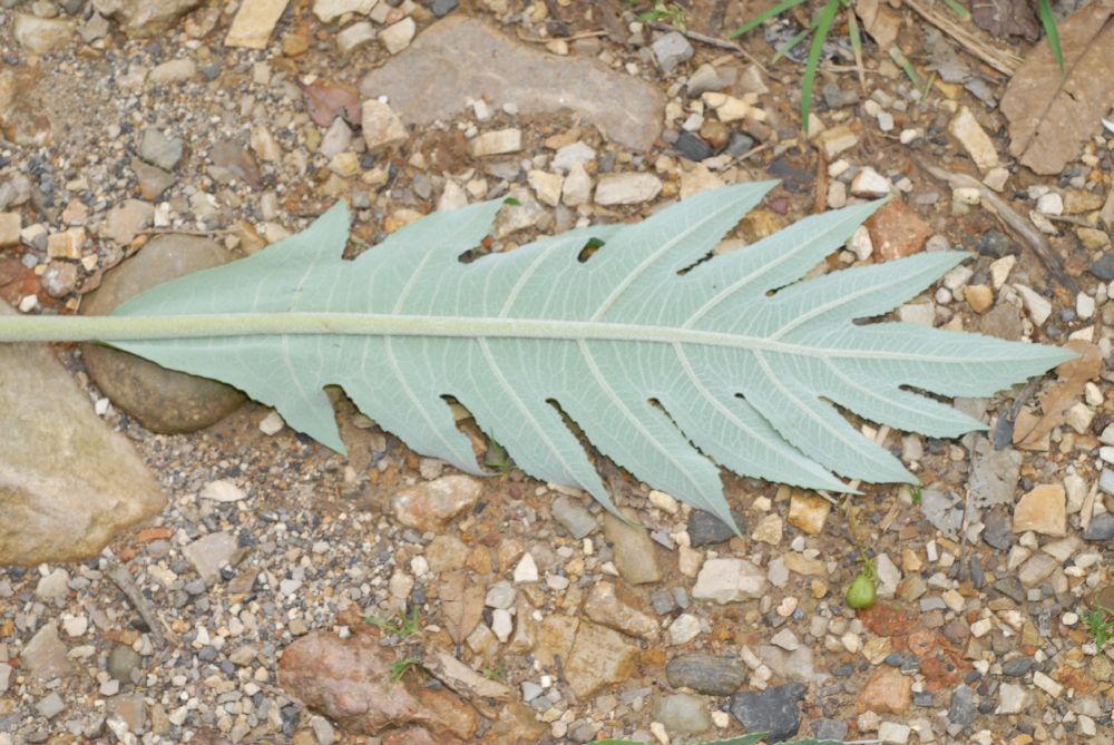 Papaveraceae Bocconia fructescens