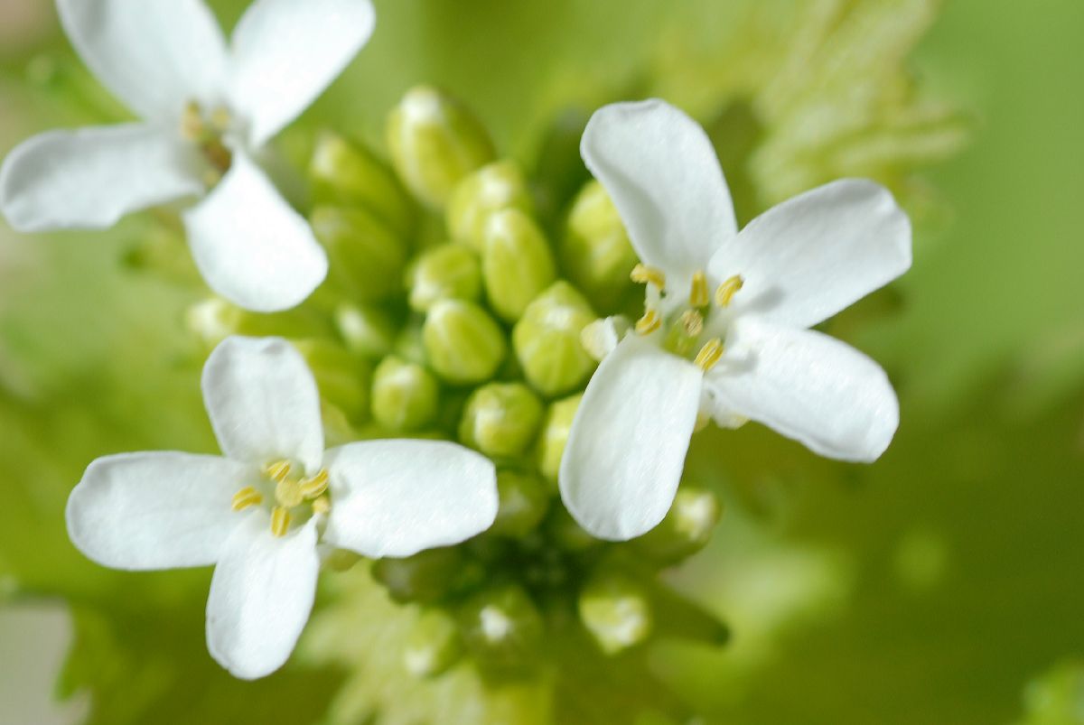 Brassicaceae Alliaria petiolata