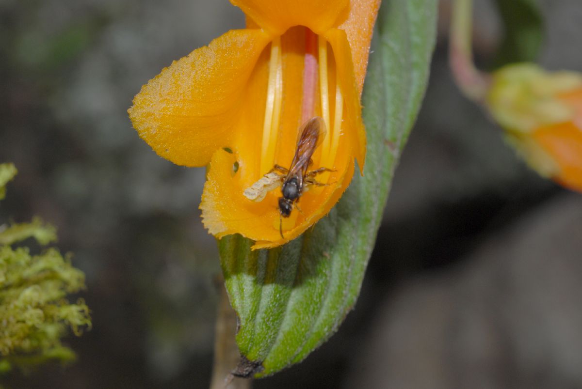 Gesneriaceae Columnea strigosa