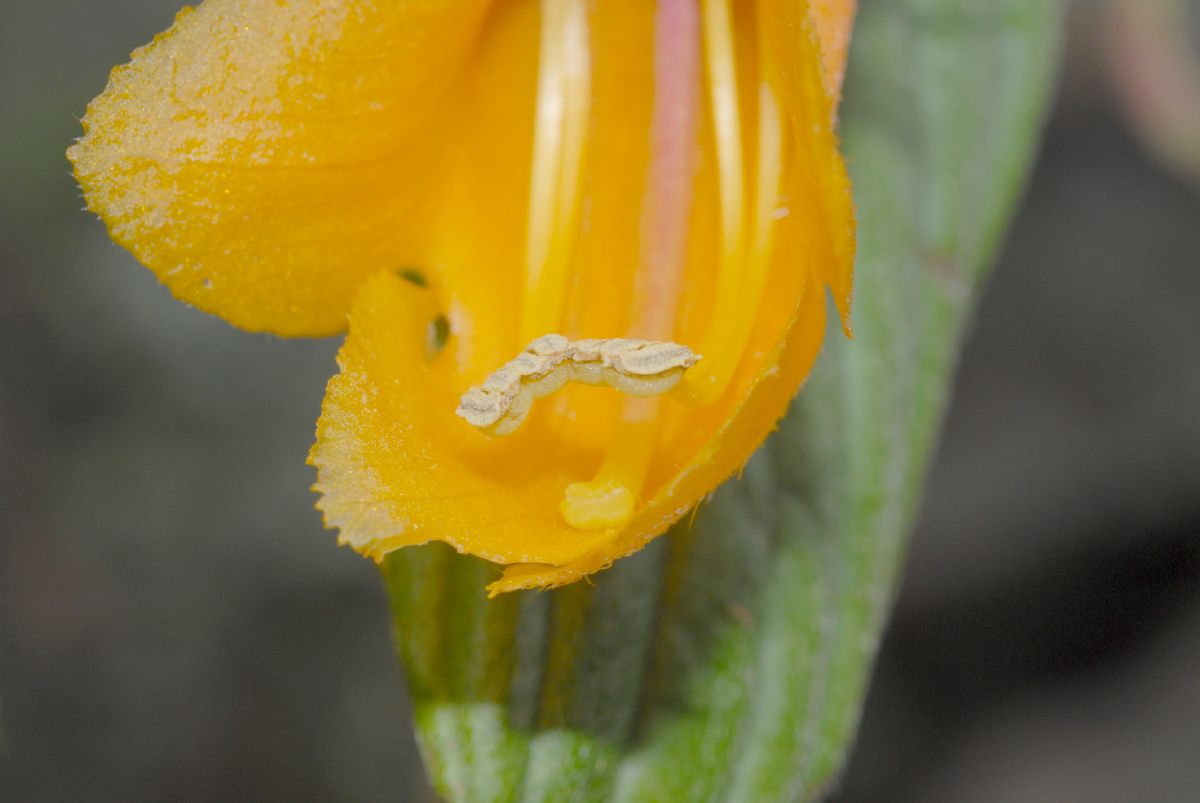 Gesneriaceae Columnea strigosa