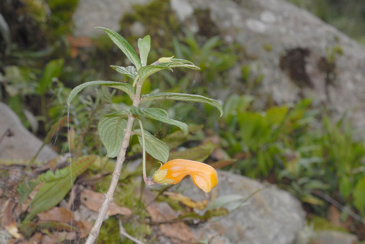 Gesneriaceae Columnea strigosa