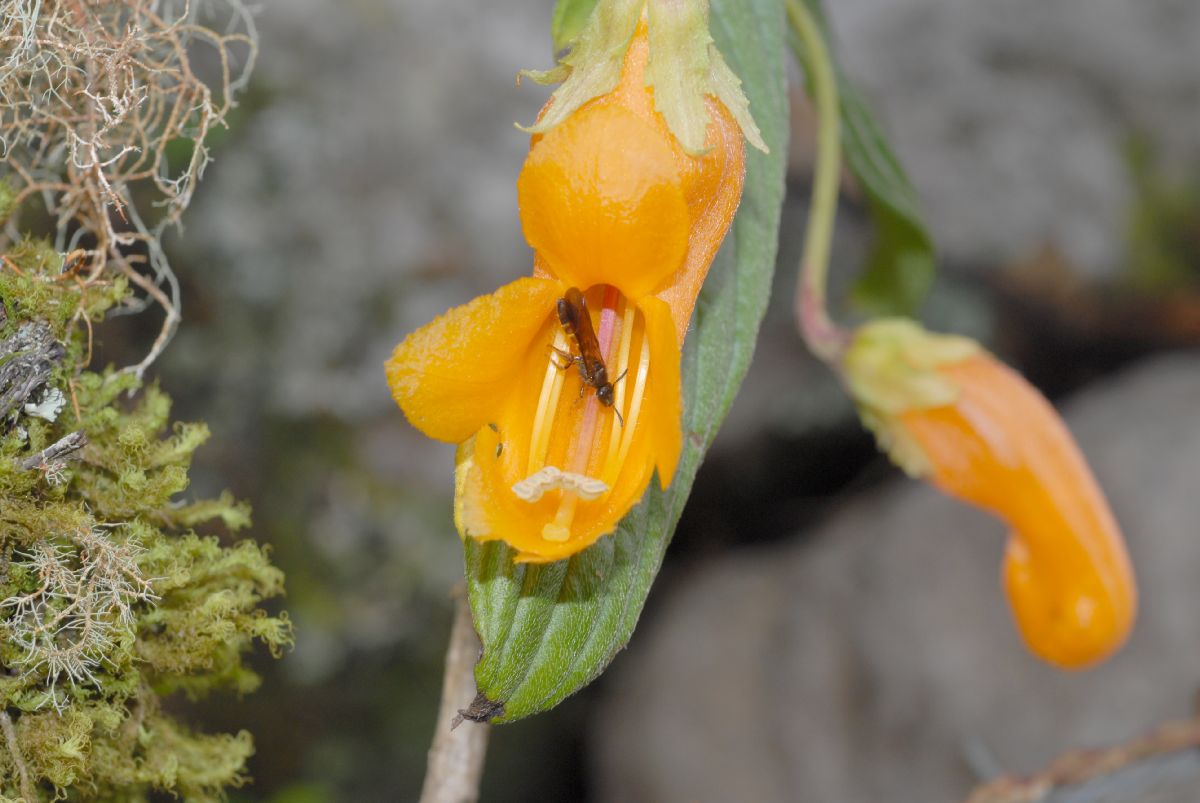 Gesneriaceae Columnea strigosa