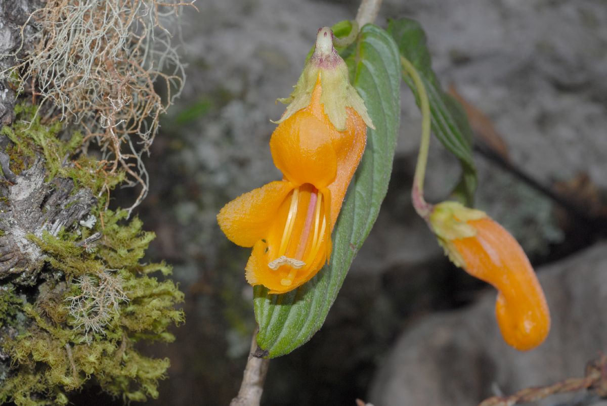 Gesneriaceae Columnea strigosa
