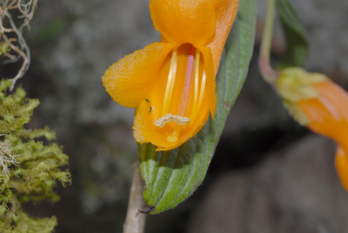 Gesneriaceae Columnea strigosa