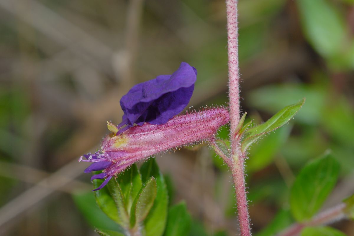 Lythraceae Cuphea dipetala