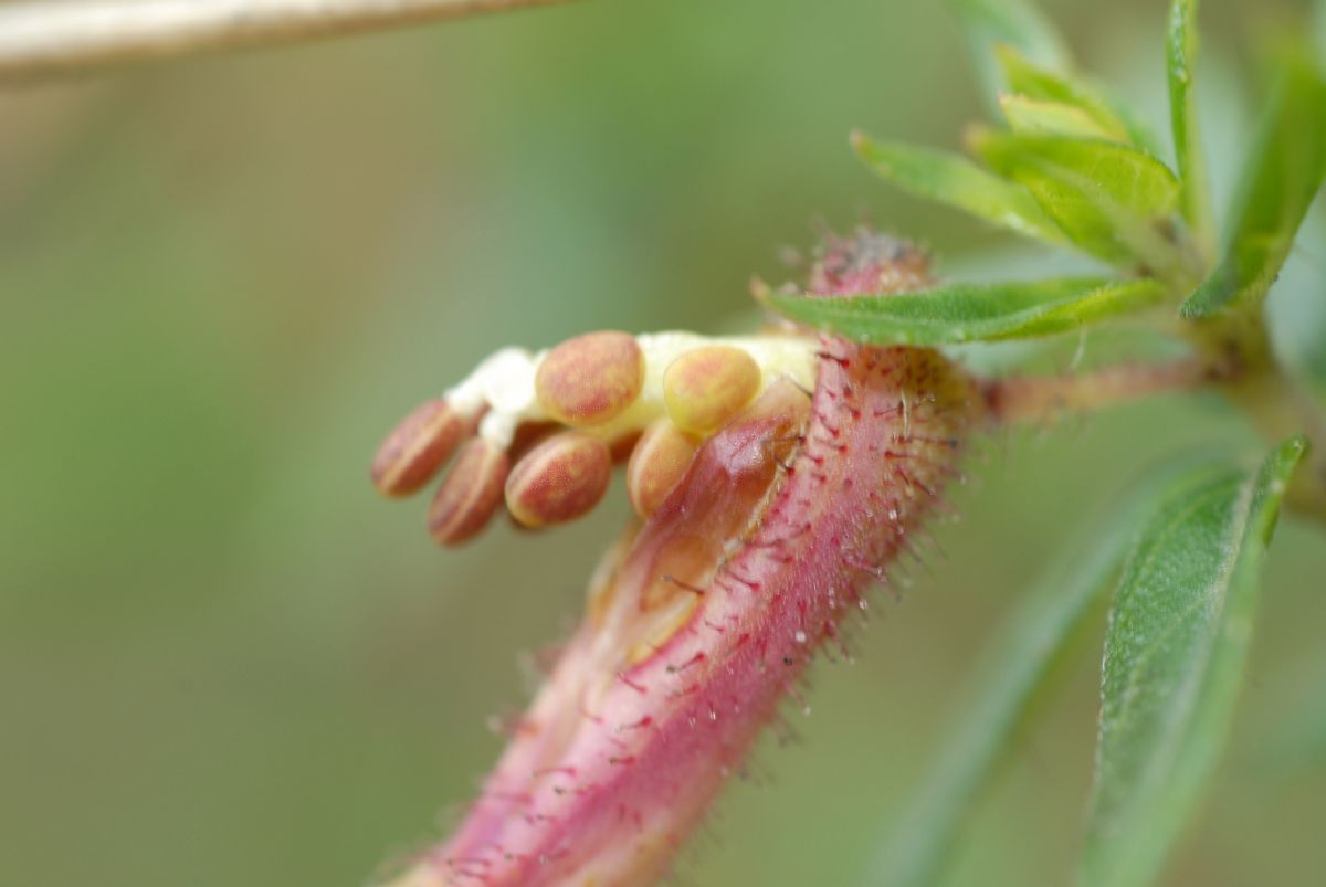 Lythraceae Cuphea dipetala