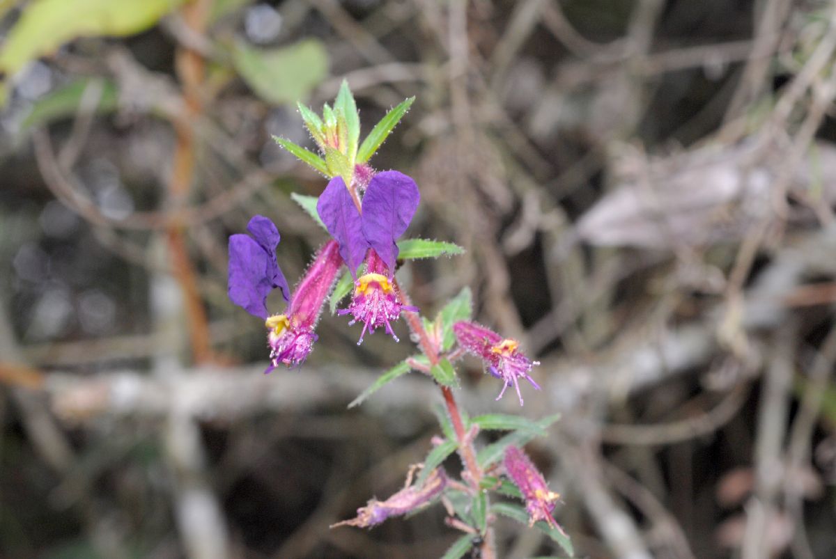 Lythraceae Cuphea dipetala