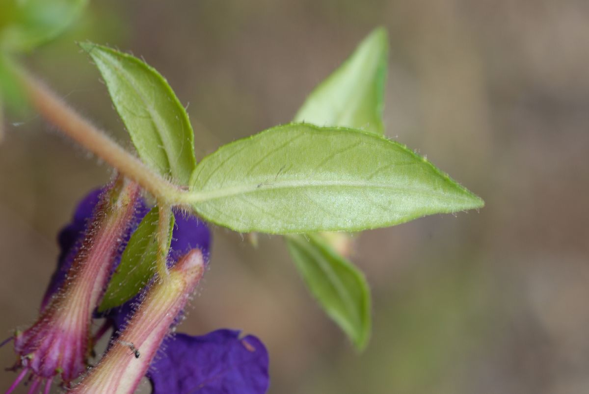 Lythraceae Cuphea dipetala