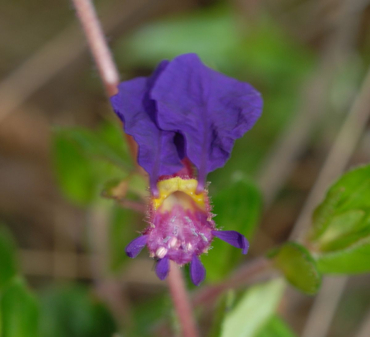 Lythraceae Cuphea dipetala